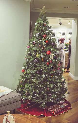 plant green-leafed tree in room tree